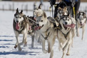 sleddog race