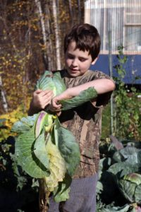 Elias harvesting cabbage lr